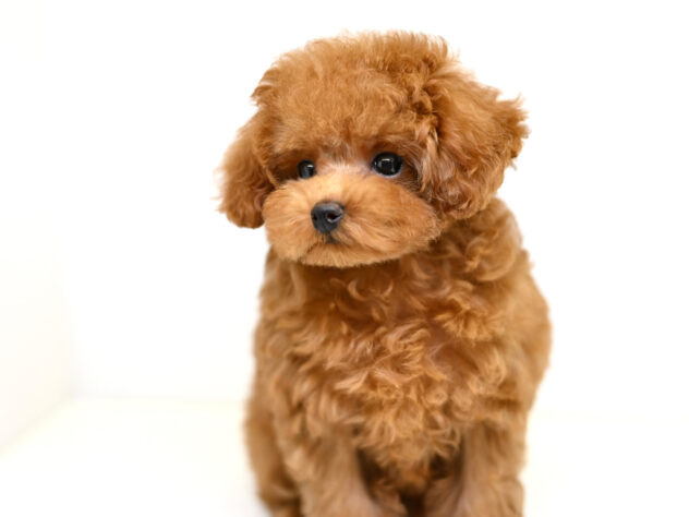 岡山県のトイプードル(トイ) (アミーゴ大安寺店/2025年9月20日生まれ/女の子/レッド)の子犬の4枚目の画像