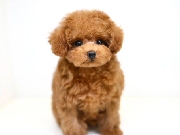 岡山県のトイプードル(トイ) (アミーゴ大安寺店/2025年9月20日生まれ/女の子/レッド)の子犬の3枚目の画像