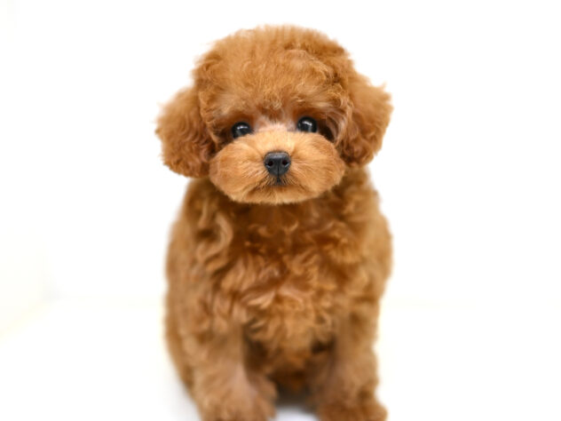 岡山県のトイプードル(トイ) (アミーゴ大安寺店/2025年9月20日生まれ/女の子/レッド)の子犬の2枚目の画像