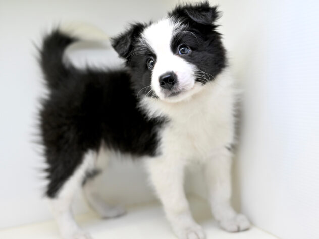 岡山県のボーダーコリー (アミーゴ大安寺店/2025年8月24日生まれ/女の子/ブラックホワイト)の子犬の2枚目の画像