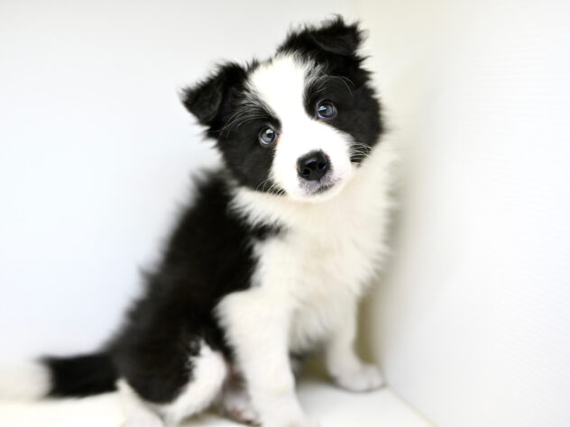 岡山県のボーダーコリー (アミーゴ大安寺店/2025年8月24日生まれ/女の子/ブラックホワイト)の子犬の3枚目の画像