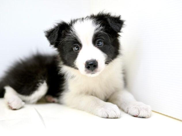 岡山県のボーダーコリー (アミーゴ大安寺店/2025年8月24日生まれ/女の子/ブラックホワイト)の子犬の4枚目の画像