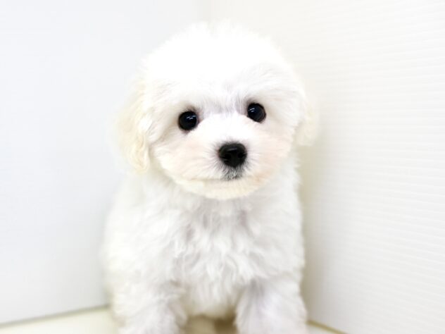 岡山県のビションフリーゼ (アミーゴ大安寺店/2025年8月23日生まれ/男の子/ホワイト)の子犬