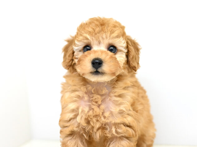 岡山県のトイプードル(トイ) (アミーゴ大安寺店/2025年9月7日生まれ/男の子/アプリコット)の子犬の3枚目の画像