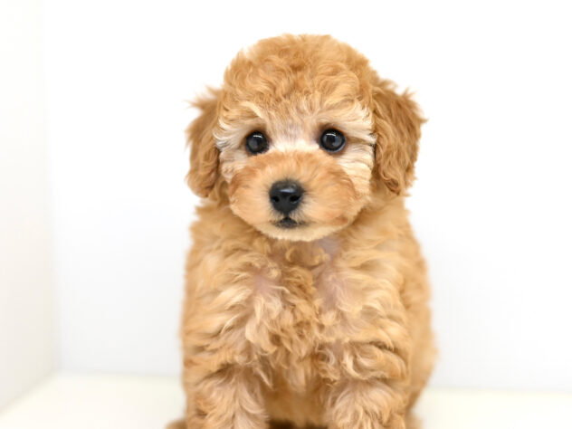 岡山県のトイプードル(トイ) (アミーゴ大安寺店/2025年9月7日生まれ/男の子/アプリコット)の子犬の2枚目の画像
