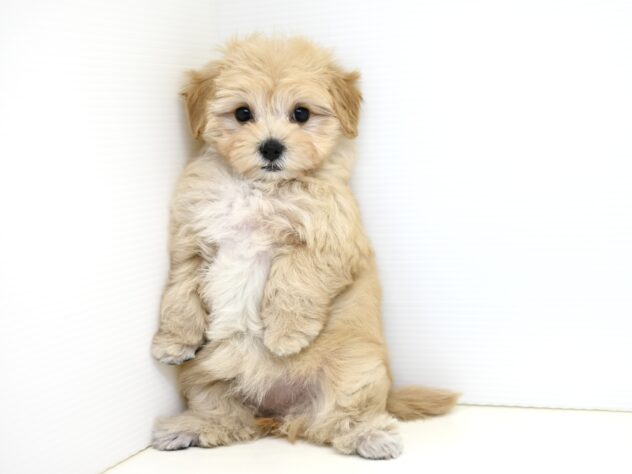 岡山県のハーフ犬・ミックス犬 (アミーゴ大安寺店/2025年9月8日生まれ/女の子/アプリコット)の子犬の4枚目の画像