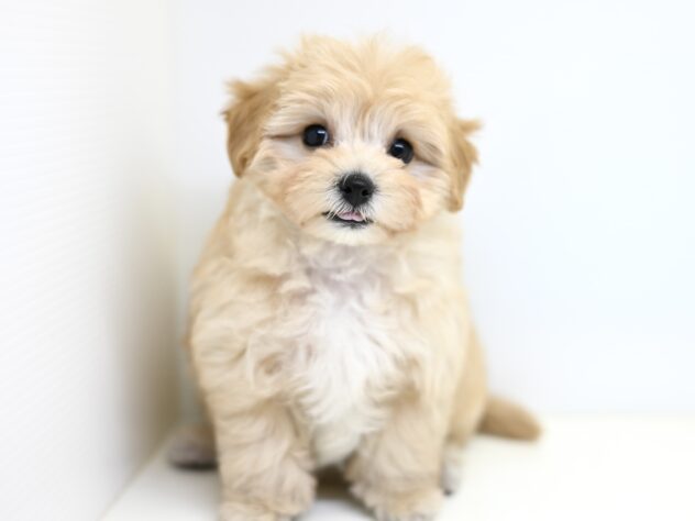 岡山県のハーフ犬・ミックス犬 (アミーゴ大安寺店/2025年9月8日生まれ/女の子/アプリコット)の子犬の3枚目の画像