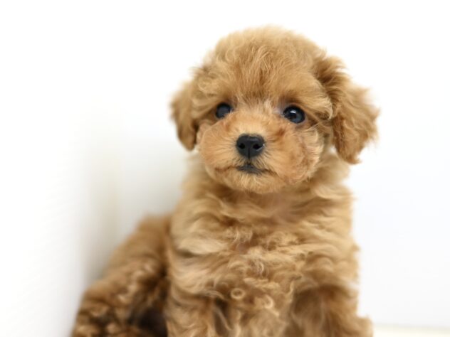 岡山県のトイプードル(トイ) (アミーゴ大安寺店/2025年9月11日生まれ/女の子/レッドフォーン)の子犬の4枚目の画像