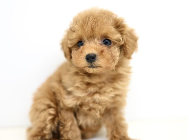 岡山県のトイプードル(トイ) (アミーゴ大安寺店/2025年9月11日生まれ/女の子/レッドフォーン)の子犬の3枚目の画像