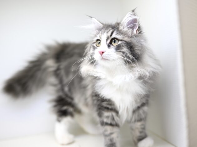 岡山県のノルウェージャンフォレストキャット (アミーゴ大安寺店/2025年6月25日生まれ/女の子/ブルータビーホワイト)の子猫の3枚目の画像