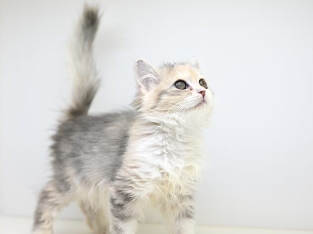 岡山県のサイベリアン (アミーゴ大安寺店/2025年9月10日生まれ/女の子/ブルーパッチドタビー)の子猫の4枚目の画像