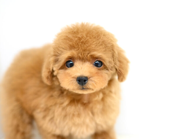 岡山県のトイプードル(トイ) (アミーゴ大安寺店/2025年9月11日生まれ/女の子/レッドフォーン)の子犬の3枚目の画像