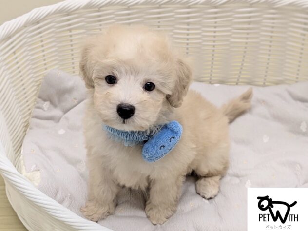 福島県のハーフ犬・ミックス犬 (アミーゴ会津若松店/2025年8月30日生まれ/男の子/アプリコット)の子犬