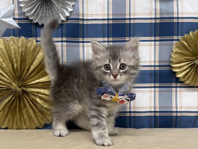 山形県のサイベリアン (アミーゴ酒田店/2025年9月8日生まれ/男の子/ブルータビー)の子猫の1枚目の画像