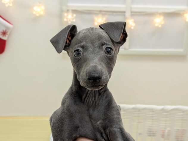 福島県のイタリアングレーハウンド (アミーゴ会津若松店/2025年9月17日生まれ/女の子/ブルー)の子犬の2枚目の画像