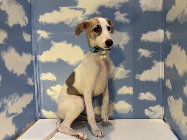 山形県のウィペット (アミーゴ山形南店/2025年8月24日生まれ/女の子/フォーンホワイト)の子犬の2枚目の画像