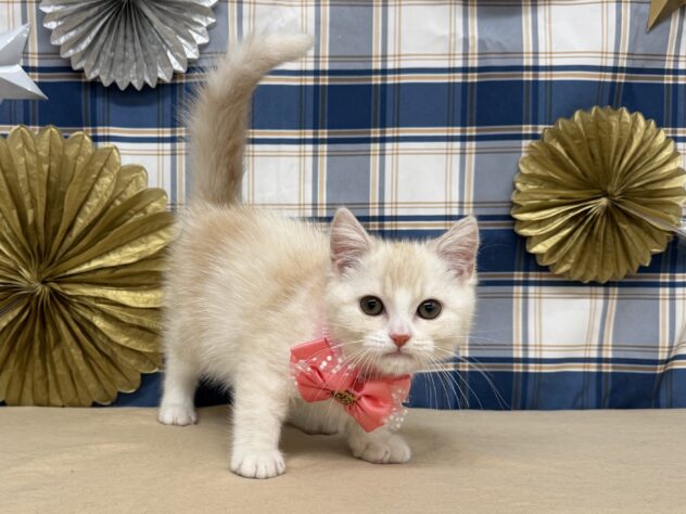 山形県のスコティッシュフォールド (アミーゴ酒田店/2025年8月23日生まれ/女の子/レッドタビーホワイト)の子猫の1枚目の画像