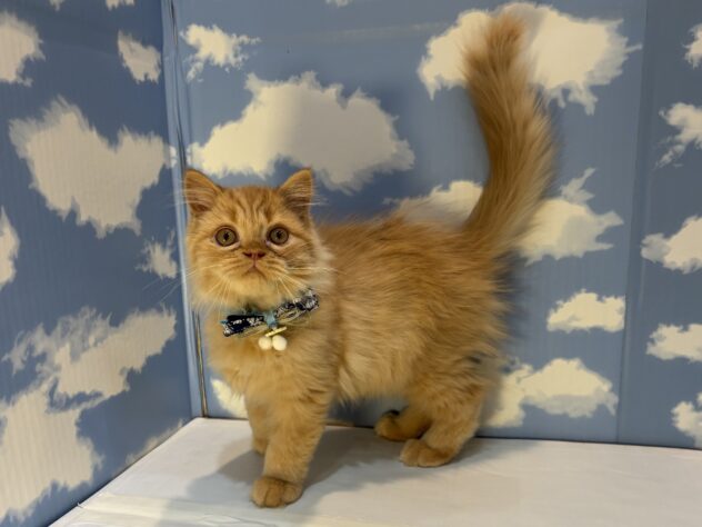 山形県のエキゾチック (アミーゴ山形南店/2025年7月30日生まれ/男の子/レッドタビー)の子猫の1枚目の画像