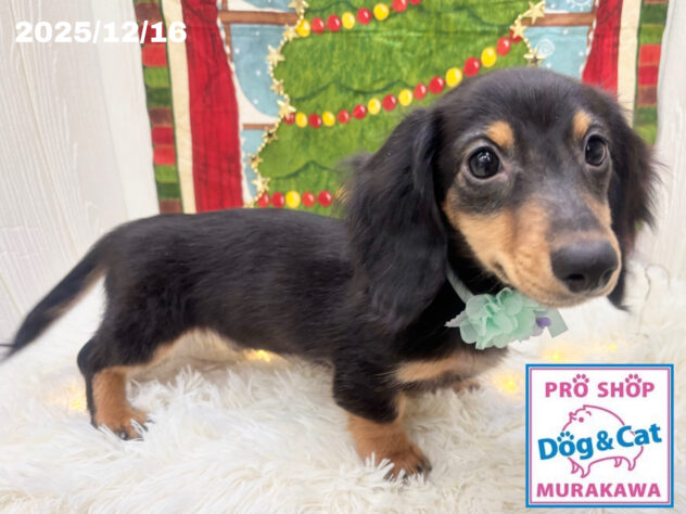 広島県のミニチュアダックスフンド(ロング) (アミーゴ大町店/2025年8月26日生まれ/男の子/ブラックタン)の子犬の1枚目の画像
