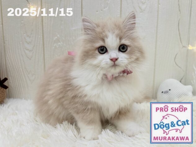 広島県のラガマフィン (アミーゴ大町店/2025年11月15日生まれ/女の子/クリームタビーホワイト)の子猫の2枚目の画像