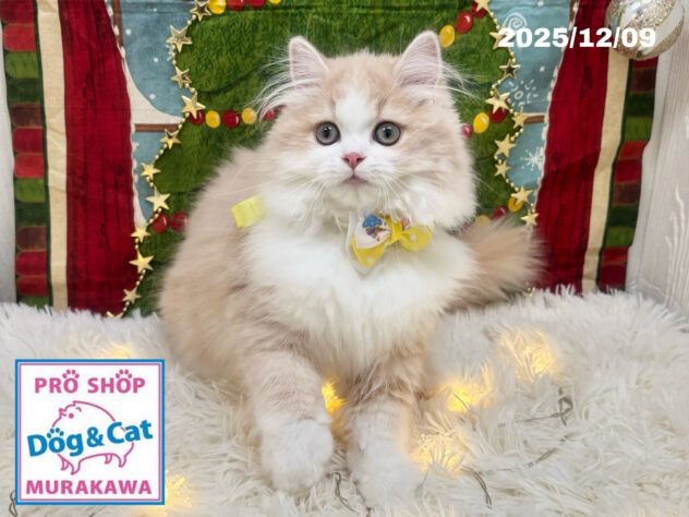 広島県のラガマフィン (アミーゴ大町店/2025年9月5日生まれ/女の子/クリームタビーホワイト)の子猫の1枚目の画像