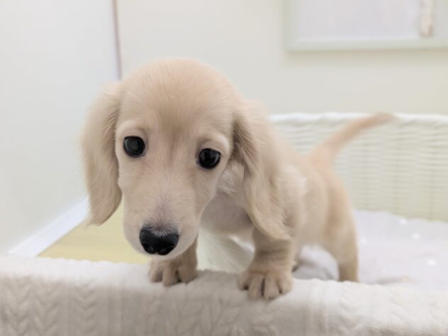 福島県のカニンヘンダックスフンド(ロング) (アミーゴ会津若松店/2025年8月12日生まれ/男の子/イエロー)の子犬の2枚目の画像