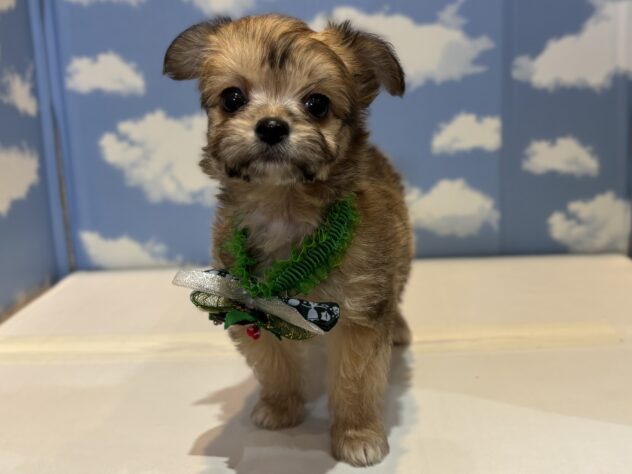 山形県のハーフ犬・ミックス犬 (アミーゴ山形南店/2025年9月4日生まれ/男の子/フォーン)の子犬の2枚目の画像