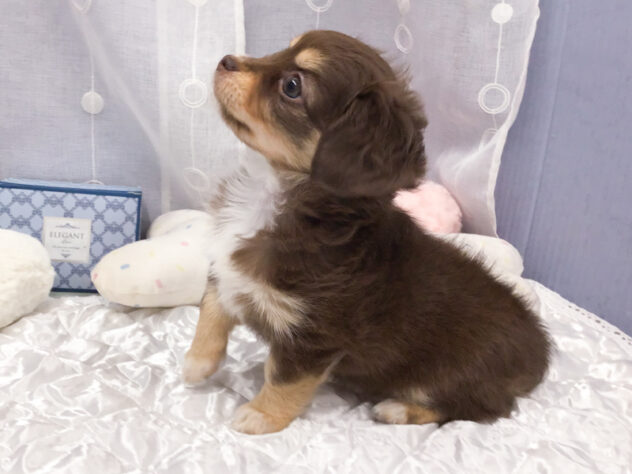 愛知県のハーフ犬・ミックス犬 (アミーゴ知立店/2025年9月27日生まれ/女の子/チョコレートタン)の子犬の3枚目の画像