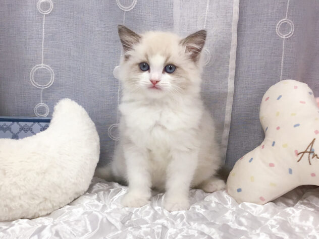 愛知県のラグドール (アミーゴ知立店/2025年10月1日生まれ/女の子/ブルーポイントバイカラー)の子猫の1枚目の画像