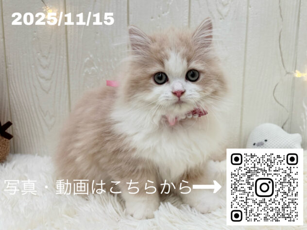 広島県のラガマフィン (アミーゴ大町店/2025年9月5日生まれ/女の子/クリームタビーホワイト)の子猫の3枚目の画像