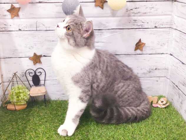 愛知県のスコティッシュフォールド (アミーゴ知立店/2025年5月2日生まれ/男の子/シルバータビーホワイト)の子猫の3枚目の画像