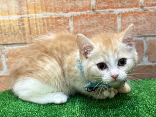 山形県のスコティッシュフォールド (アミーゴ山形南店/2025年8月31日生まれ/男の子/レッドタビーホワイト)の子猫の1枚目の画像