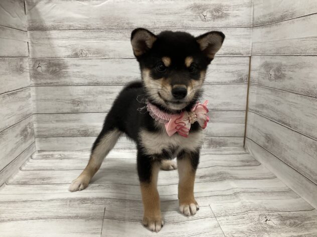 福島県の柴犬(標準サイズ) (アミーゴ小名浜店/2025年8月23日生まれ/女の子/黒)の子犬