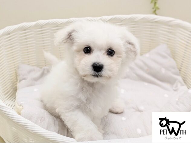 福島県のビションフリーゼ (アミーゴ会津若松店/2025年9月6日生まれ/男の子/06 ホワイト系)の子犬