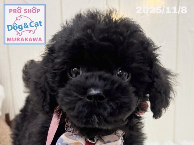 広島県のトイプードル(トイ) (アミーゴ大町店/2025年9月9日生まれ/女の子/ブラック)の子犬の1枚目の画像