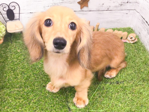 愛知県のカニンヘンダックスフンド(ロング) (アミーゴ知立店/2025年7月1日生まれ/女の子/シェーデットイエロー)の子犬の3枚目の画像