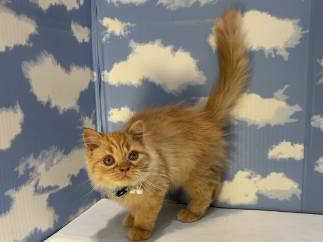 山形県のエキゾチック (アミーゴ山形南店/2025年7月30日生まれ/男の子/レッドタビー)の子猫の2枚目の画像