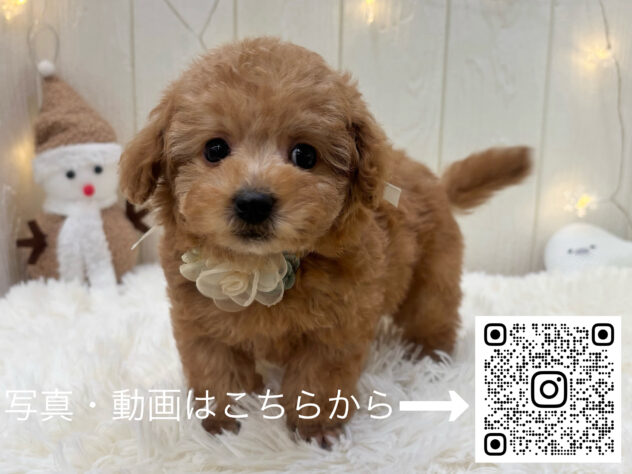 広島県のトイプードル(トイ) (アミーゴ大町店/2025年9月30日生まれ/男の子/オレンジフォーン)の子犬の3枚目の画像