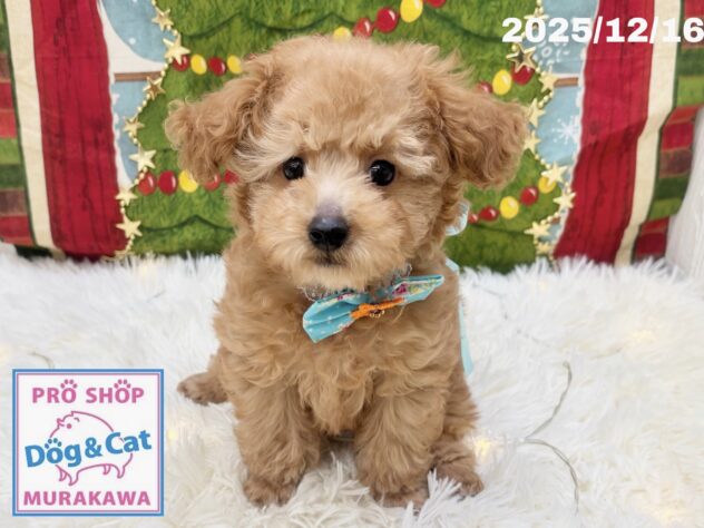 広島県のトイプードル(トイ) (アミーゴ大町店/2025年9月30日生まれ/男の子/オレンジフォーン)の子犬の1枚目の画像