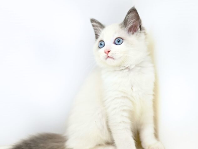 岡山県のラグドール (アミーゴ大安寺店/2025年8月14日生まれ/女の子/ブルーポイントバイカラー)の子猫の2枚目の画像