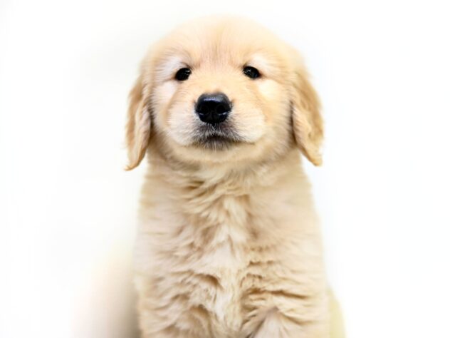 岡山県のゴールデンレトリバー (アミーゴ大安寺店/2025年9月2日生まれ/男の子/ゴールド)の子犬