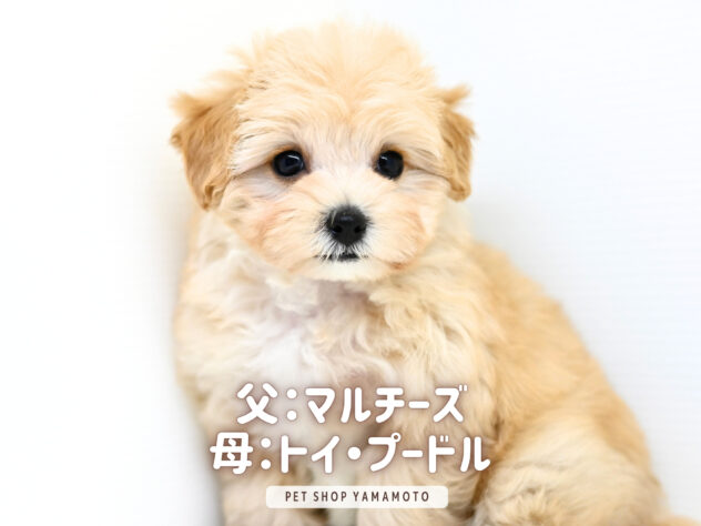 岡山県のハーフ犬・ミックス犬 (アミーゴ大安寺店/2025年9月8日生まれ/女の子/アプリコット)の子犬の2枚目の画像