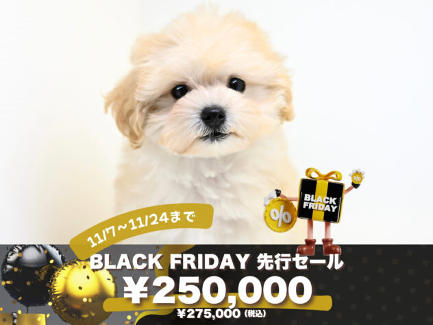 岡山県のハーフ犬・ミックス犬 (アミーゴ大安寺店/2025年8月26日生まれ/女の子/クリーム)の子犬