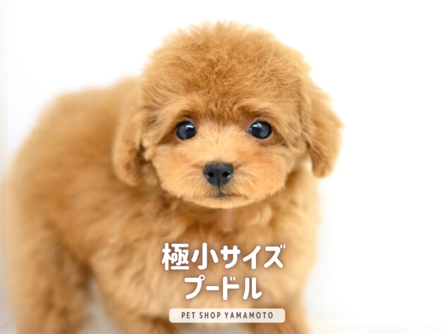 岡山県のトイプードル(トイ) (アミーゴ大安寺店/2025年9月11日生まれ/女の子/レッドフォーン)の子犬の2枚目の画像