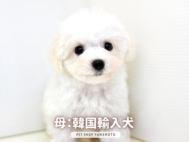 岡山県のビションフリーゼ (アミーゴ大安寺店/2025年8月23日生まれ/男の子/ホワイト)の子犬の2枚目の画像