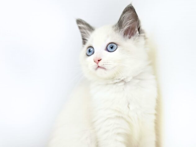 岡山県のラグドール (アミーゴ大安寺店/2025年8月14日生まれ/女の子/ブルーポイントバイカラー)の子猫の1枚目の画像