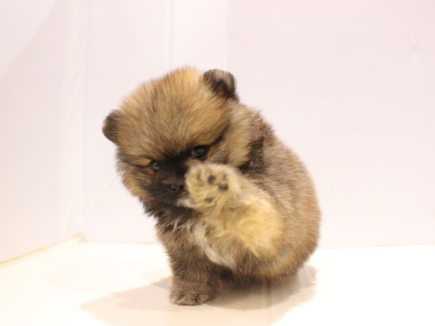 兵庫県のハーフ犬・ミックス犬 (ペット・プラザ アミーゴつかしん店/2025年8月27日生まれ/男の子/セーブル)の子犬の3枚目の画像