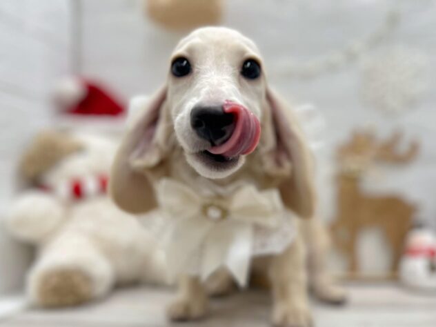 岡山県のミニチュアダックスフンド(ロング) (ワンキャラット アミーゴ岡南店/2025年7月4日生まれ/女の子/イエロー)の子犬の3枚目の画像