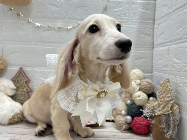 岡山県のミニチュアダックスフンド(ロング) (ワンキャラット アミーゴ岡南店/2025年7月4日生まれ/女の子/イエロー)の子犬の2枚目の画像