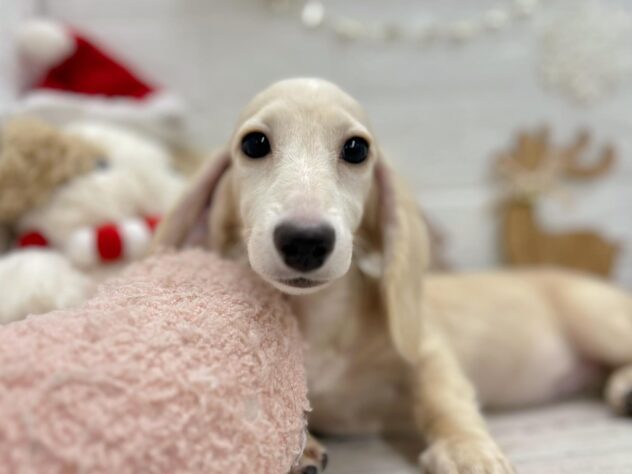 岡山県のミニチュアダックスフンド(ロング) (ワンキャラット アミーゴ岡南店/2025年7月4日生まれ/女の子/イエロー)の子犬の1枚目の画像